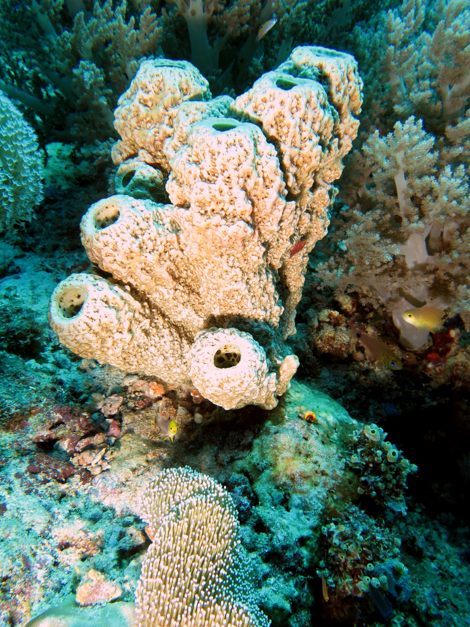 Liosina granularis