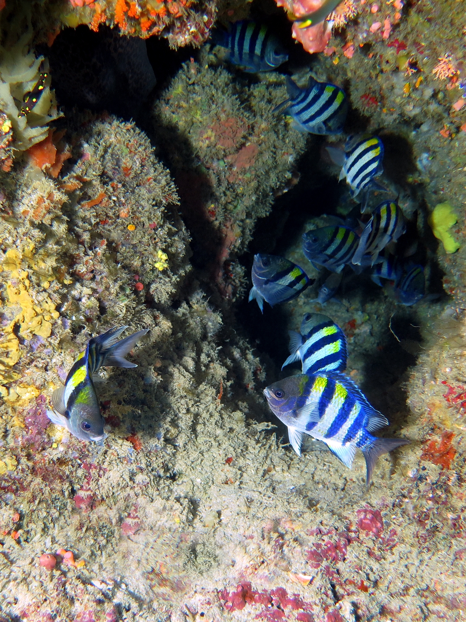 Abudefduf vaigiensis