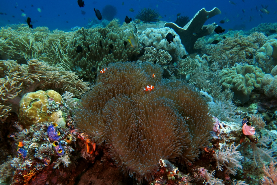 Heteractis magnifica, Amphiprion ocellaris