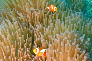 Heteractis magnifica, Amphiprion ocellaris