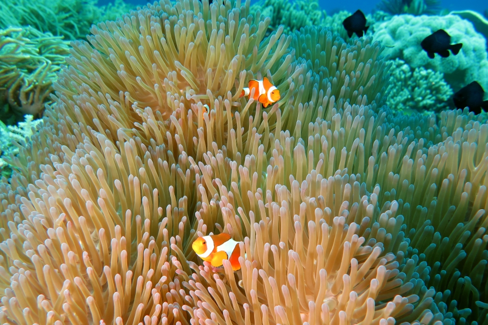 Heteractis magnifica, Amphiprion ocellaris
