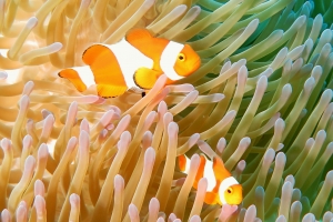 Heteractis magnifica, Amphiprion ocellaris