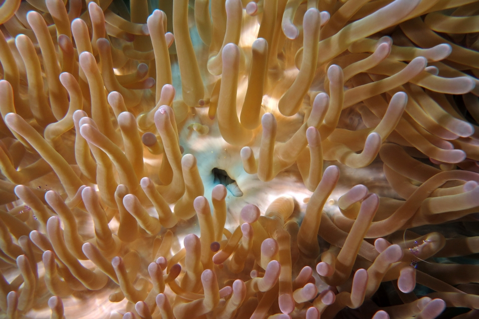 Heteractis magnifica