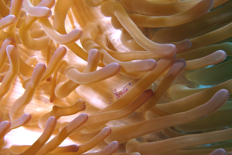 Ancylomenes sarasvati, Heteractis magnifica