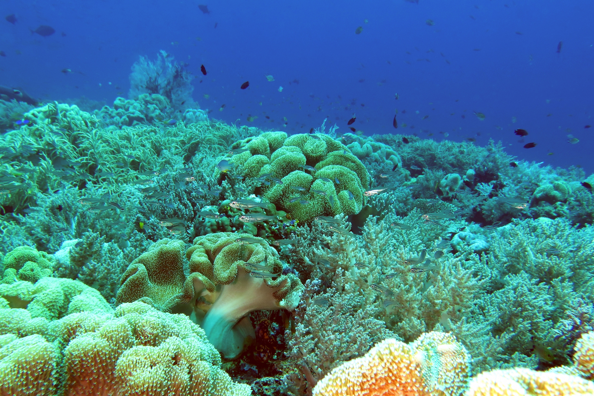 Rhabdamia gracilis, Sarcophyton sp.