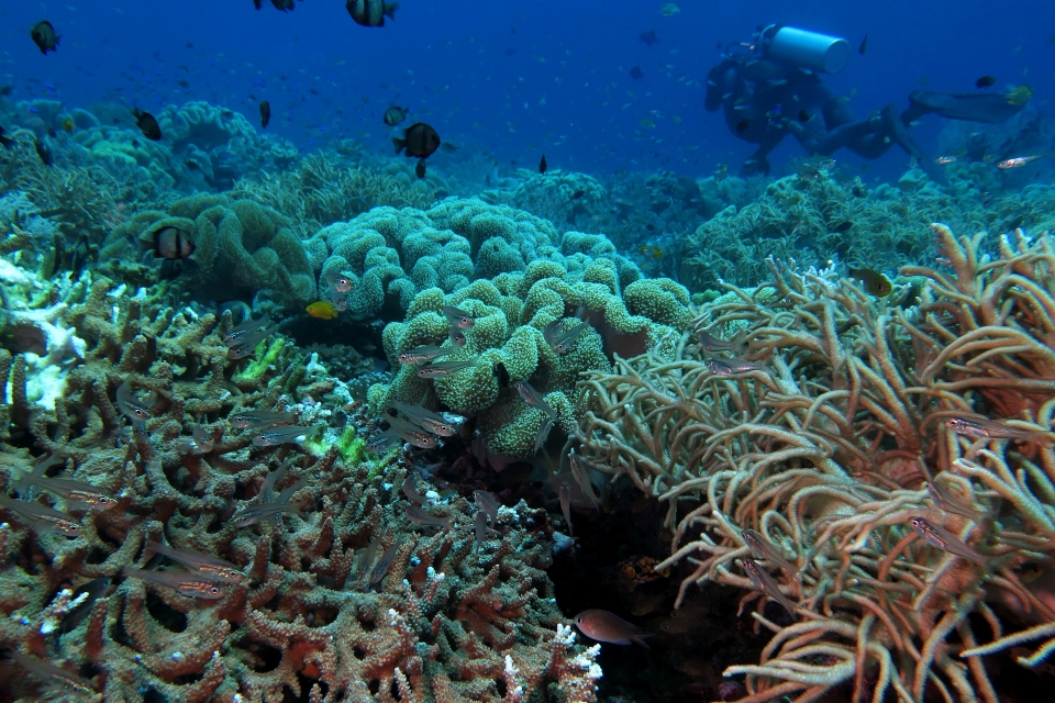 Rhabdamia gracilis, Sinularia flexibilis, Sarcophyton sp.