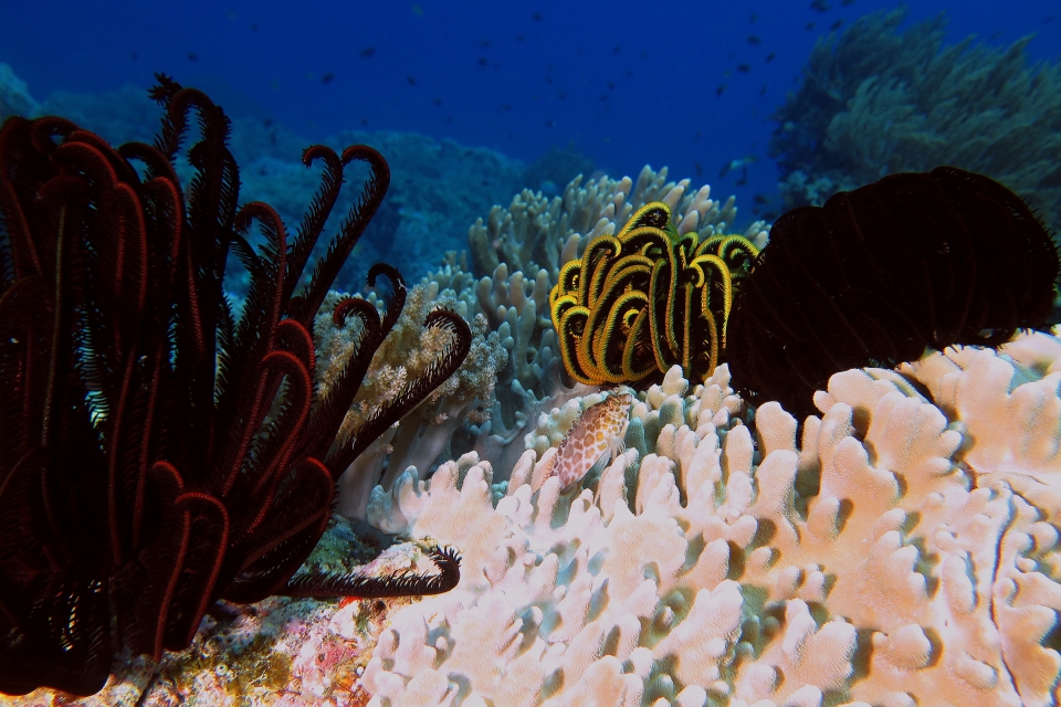 Cirrhitichthys oxycephalus, Himerometra robustipinna, Sinularia sp.