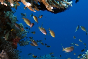 Pseudanthias huchtii, Neopomacentrus cyanomos