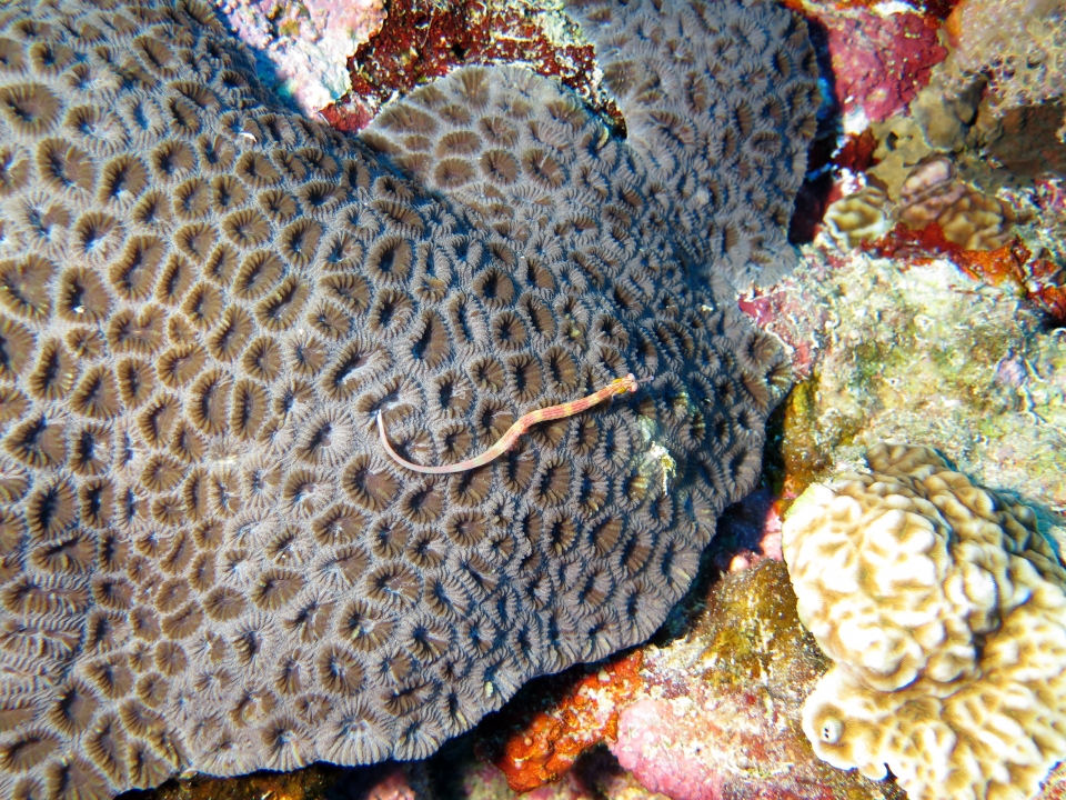 Corythoichthys nigripectus