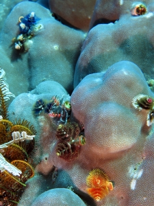 Spirobranchus giganteus, Porites lutea