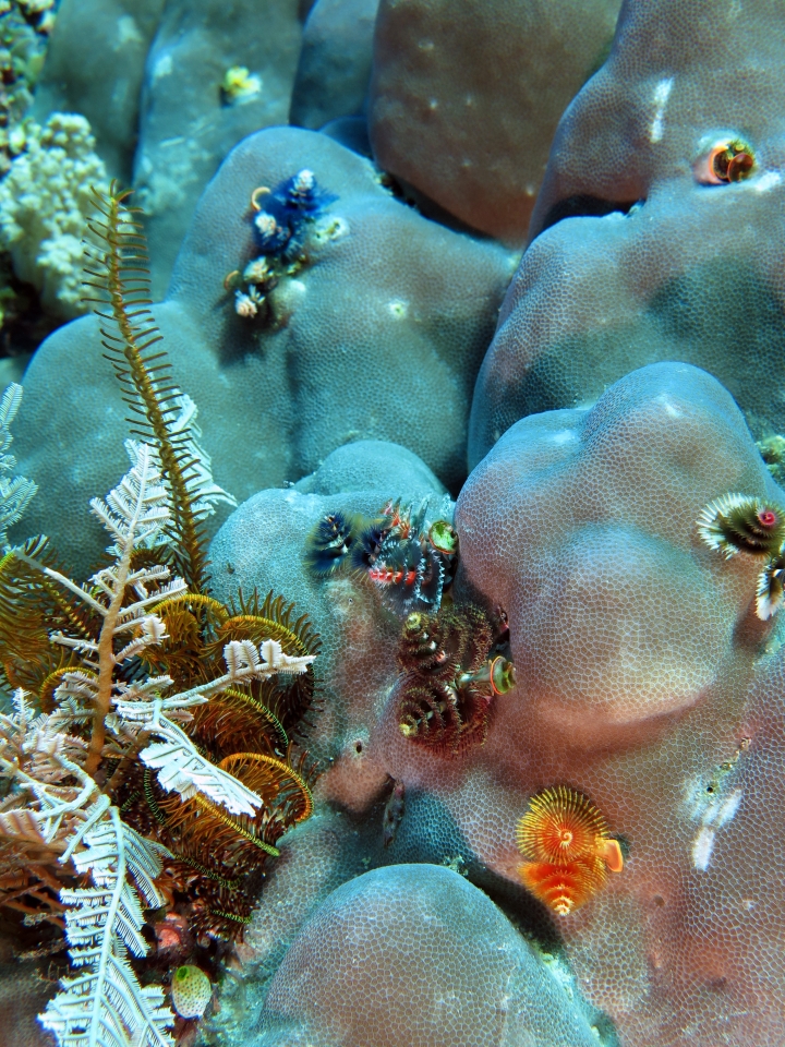 Spirobranchus giganteus, Porites lutea