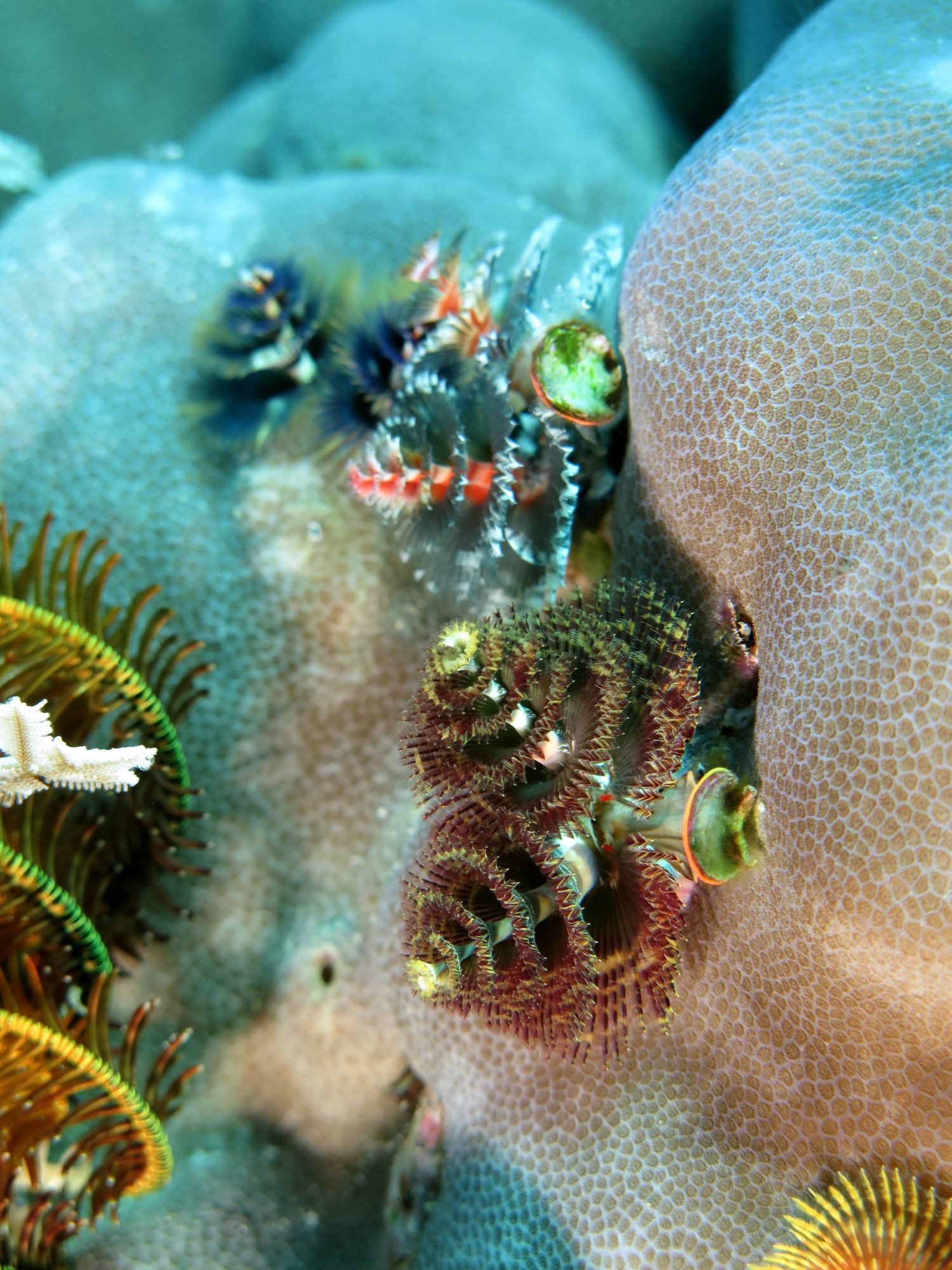 Spirobranchus giganteus, Porites lutea