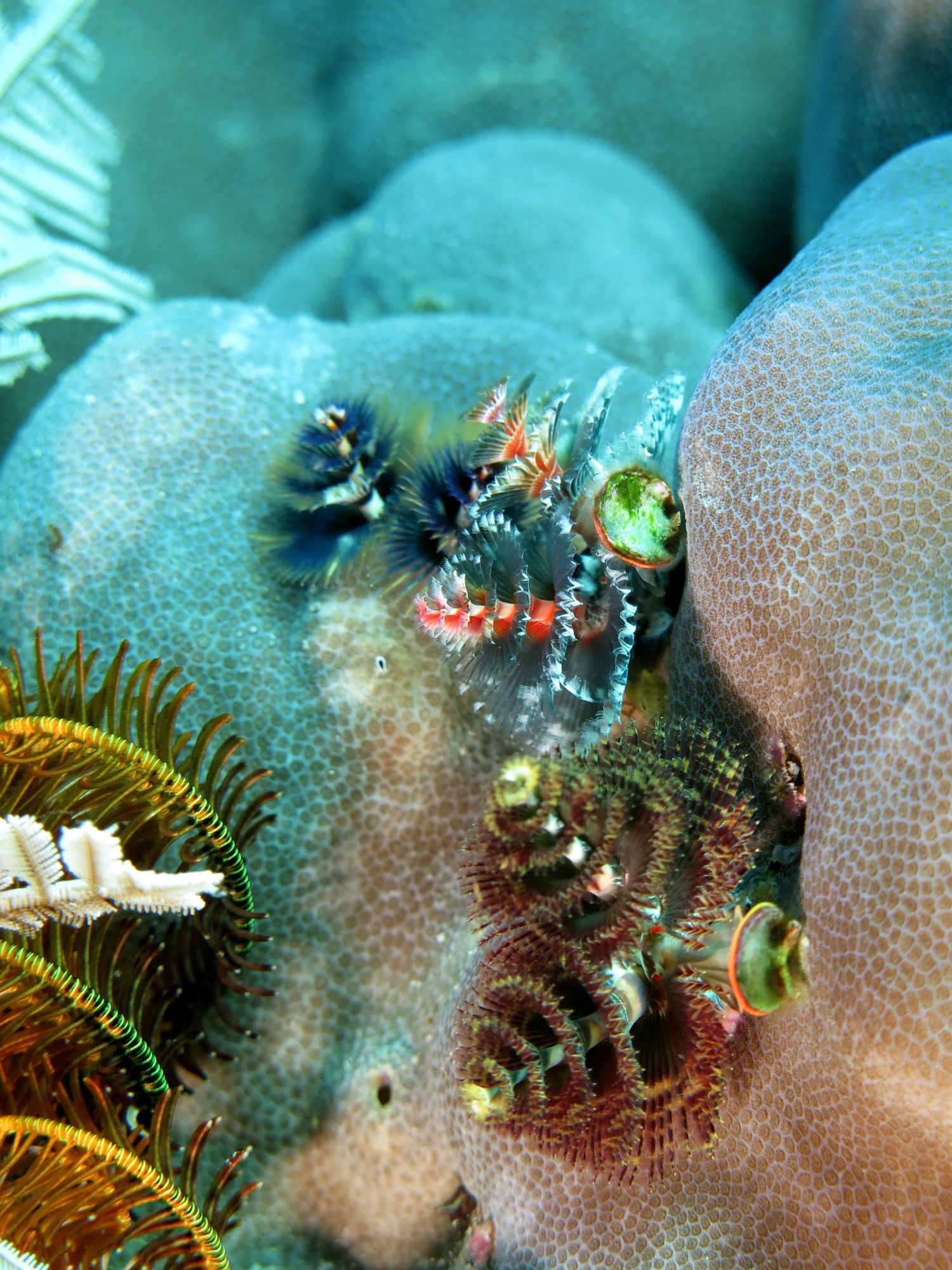 Spirobranchus giganteus, Porites lutea