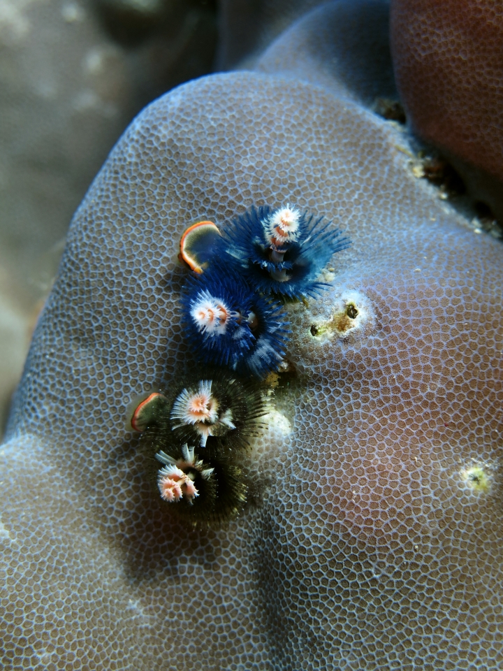 Spirobranchus giganteus, Porites lutea