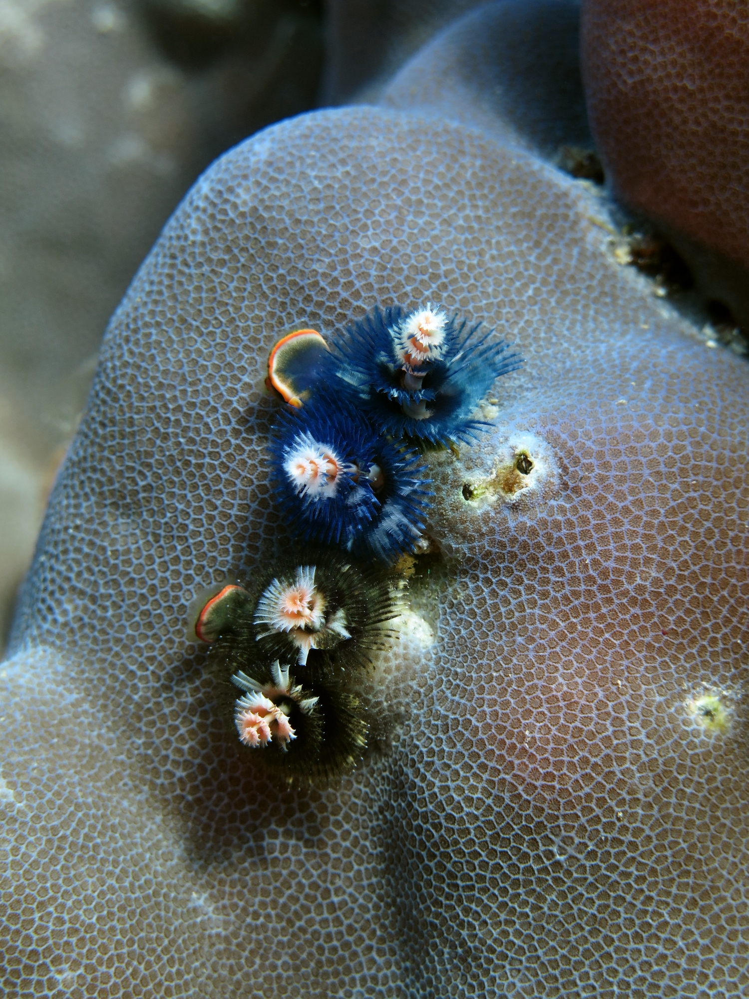 Spirobranchus giganteus, Porites lutea