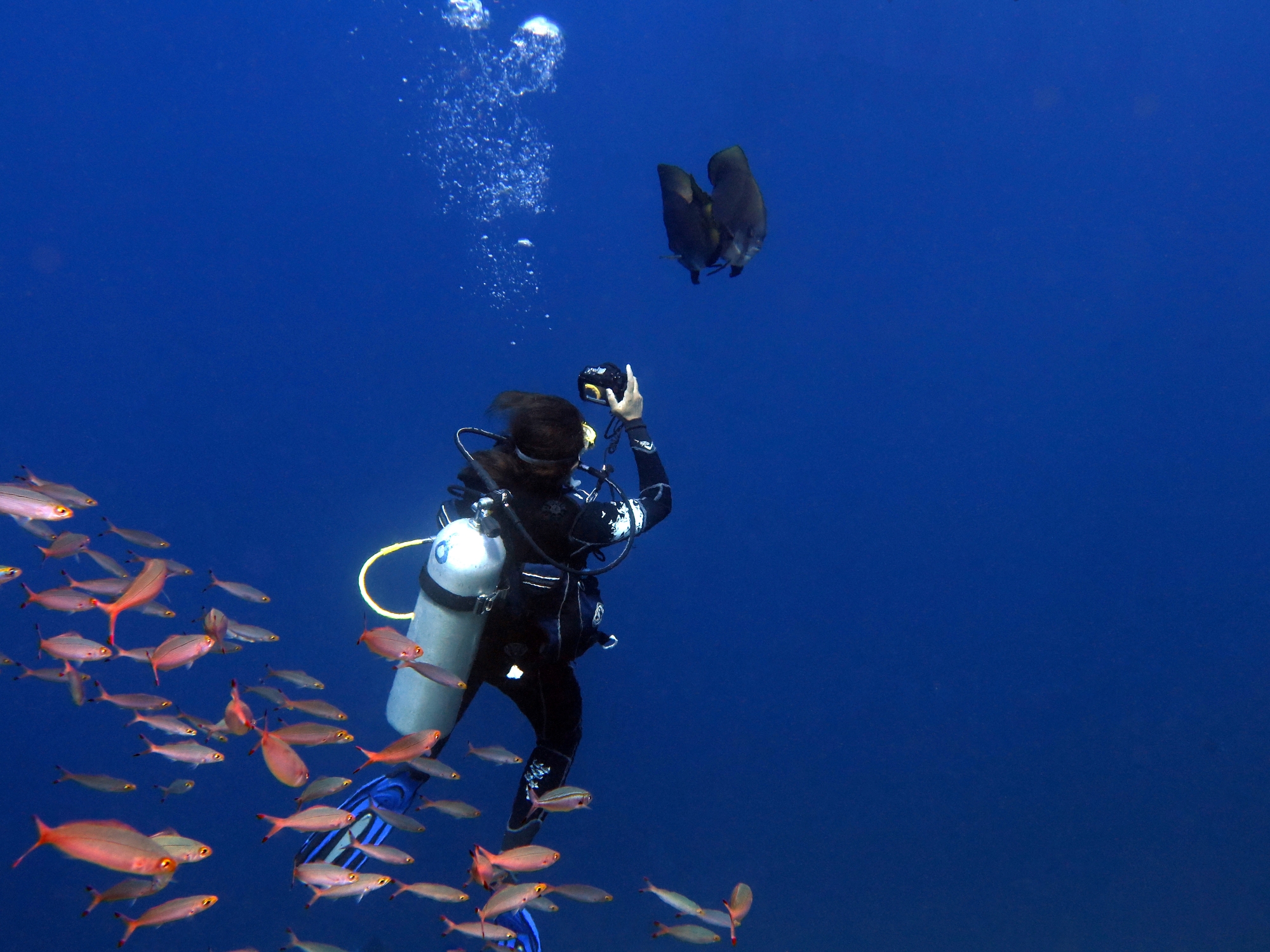 Platax orbicularis