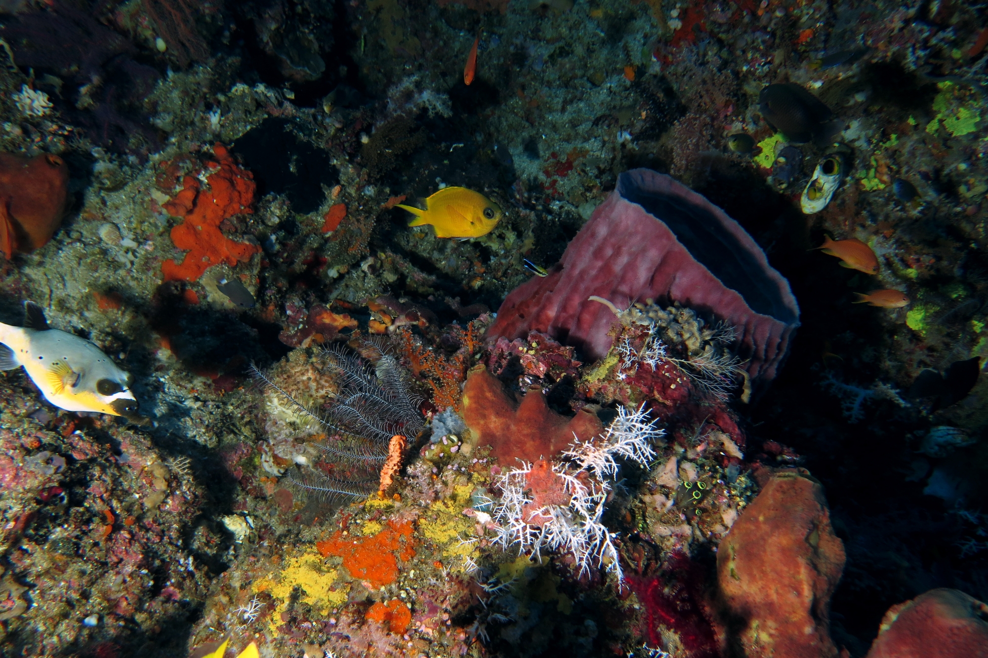 Xestospongia testudinaria, Arothron nigropunctatus, Chromis analis, Theonella cylindrica
