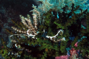Tubastraea micranthus, Comatule sp