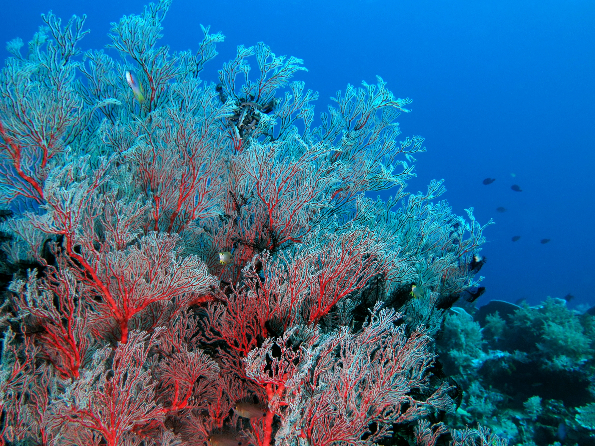 Melithaea ochracea