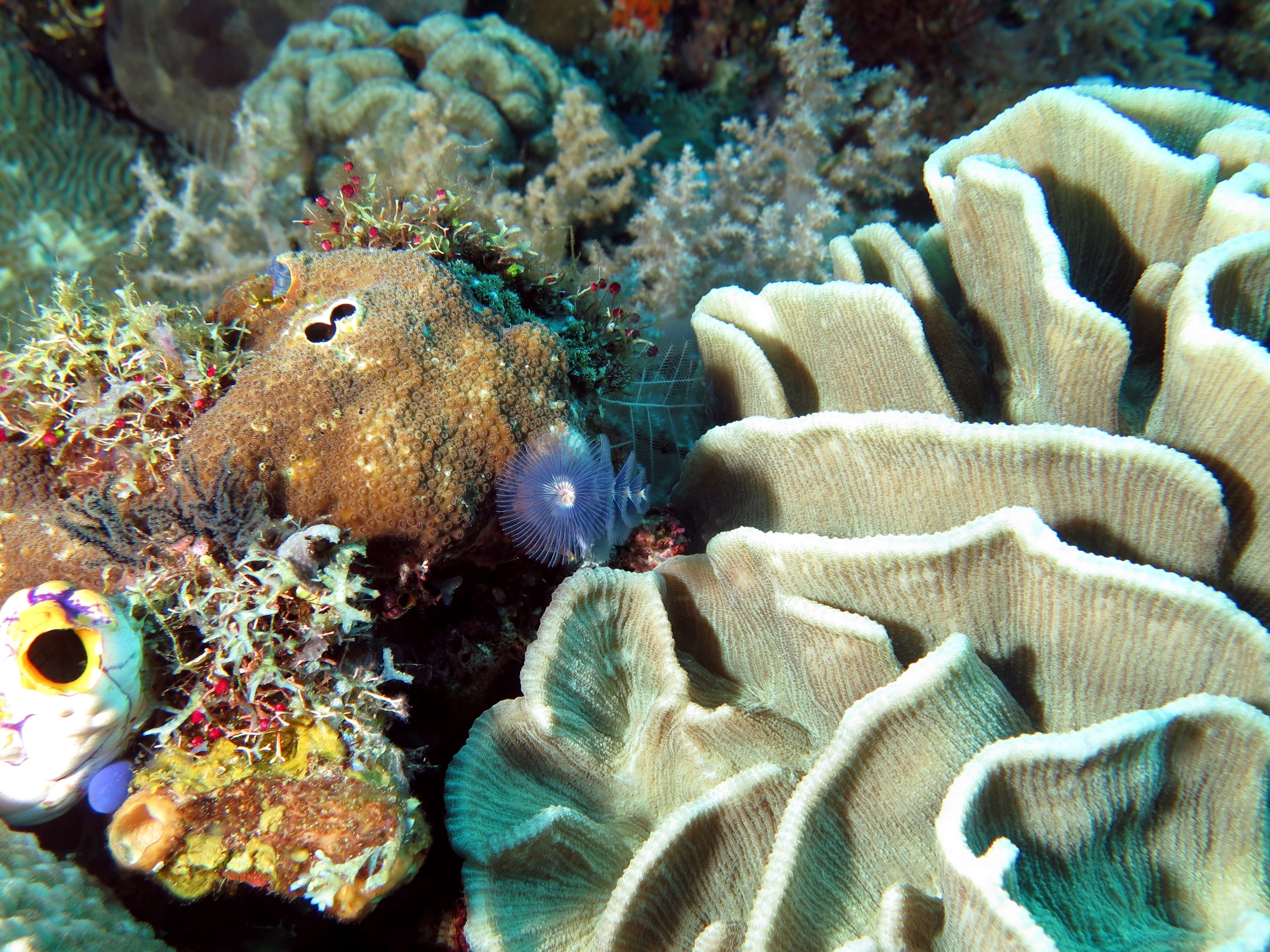 Spirobranchus giganteus, Gastrochaena sp, Cyphastrea microphthalma, Pectinia lactuca
