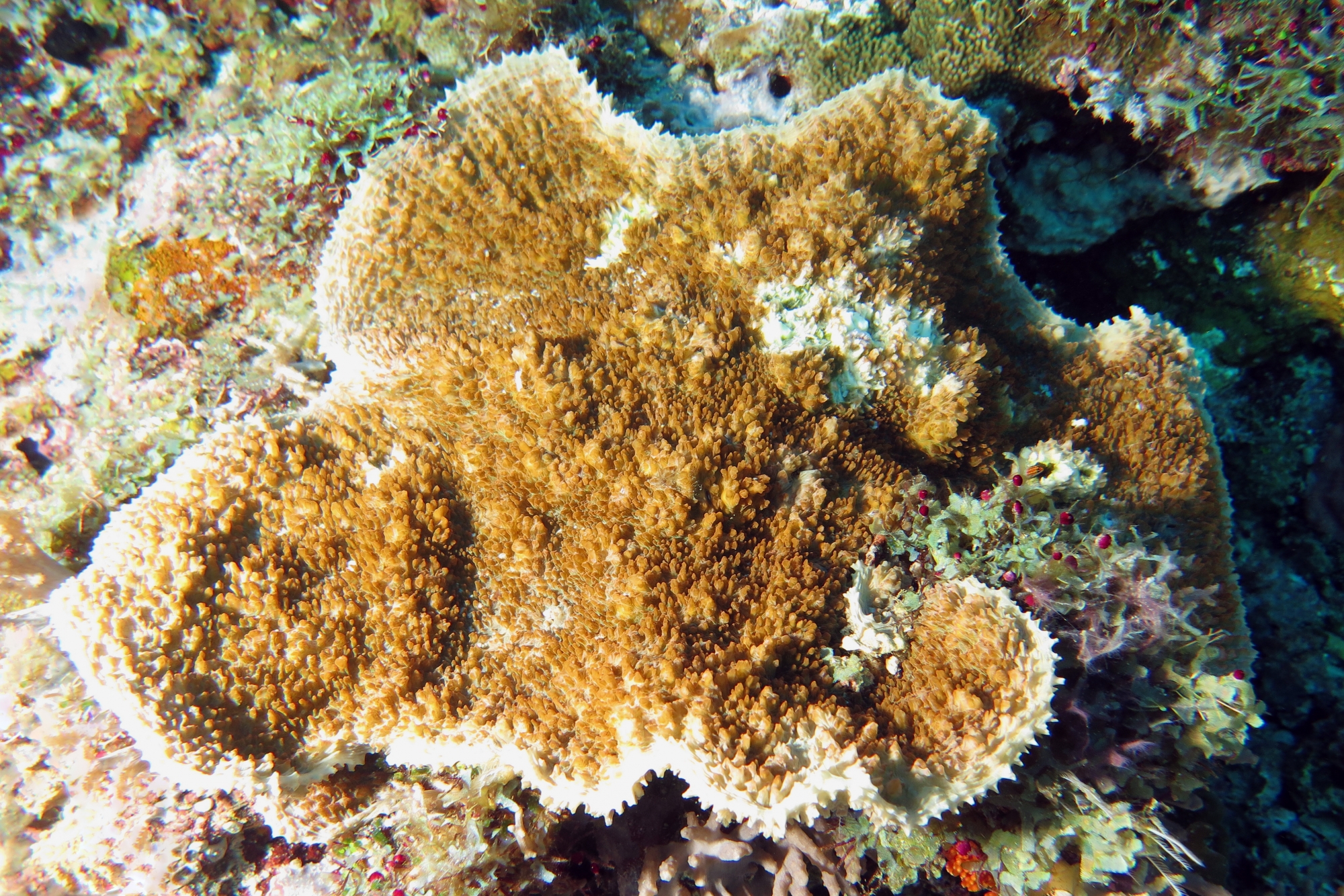 Corail dur