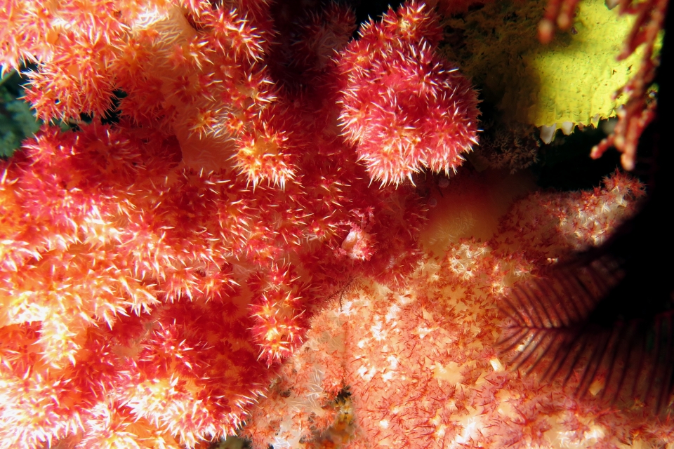 Hoplophrys oatesi, Alcyonaire