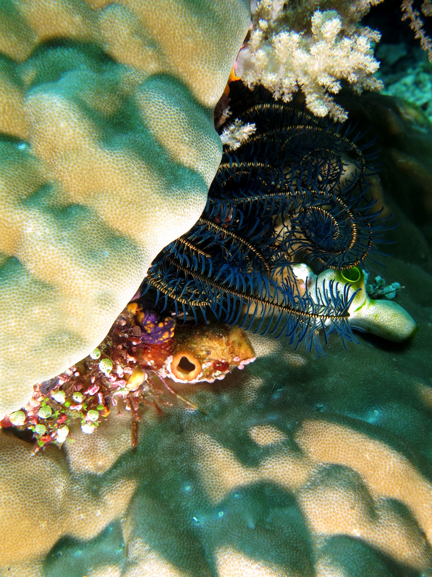 Porites lutea