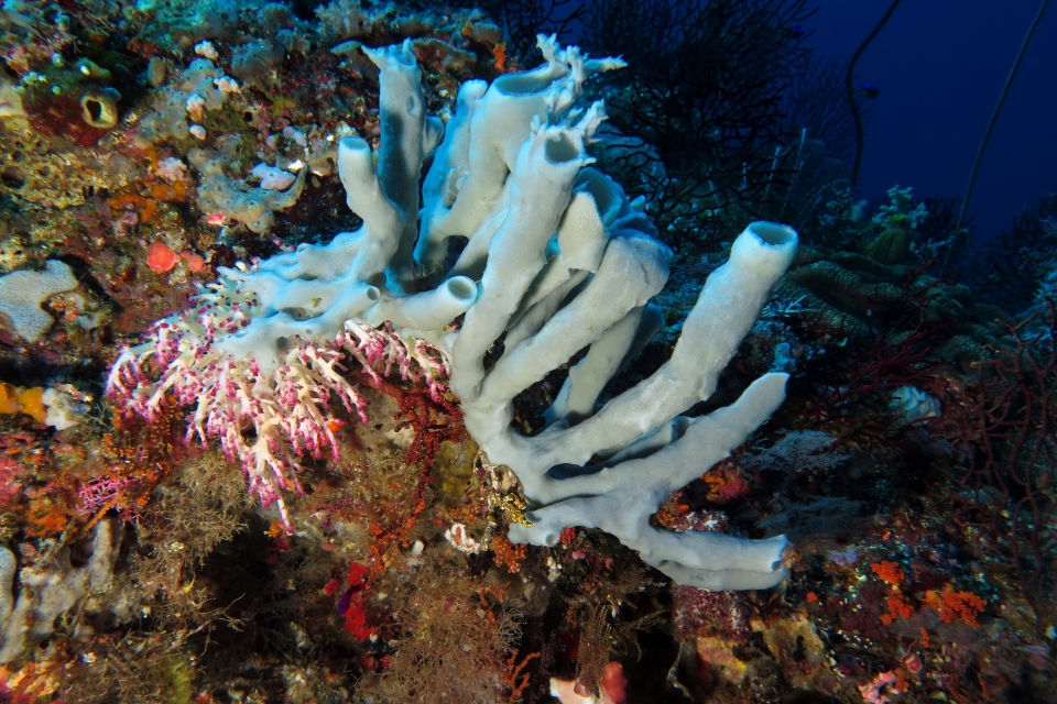 Callyspongia sp., Chironephthya sp.