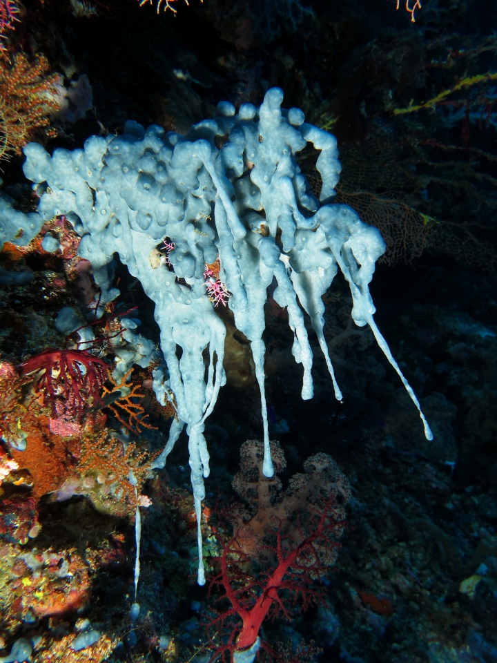 Callyspongia sp.