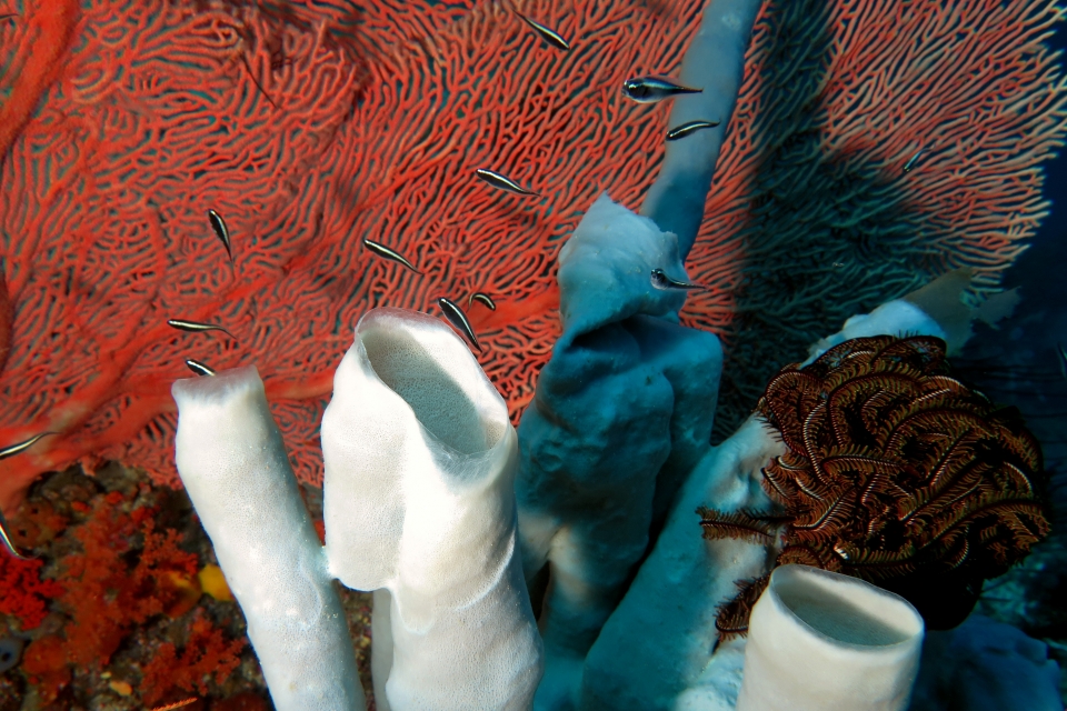 Callyspongia sp., Pholidichthys leucotaenia