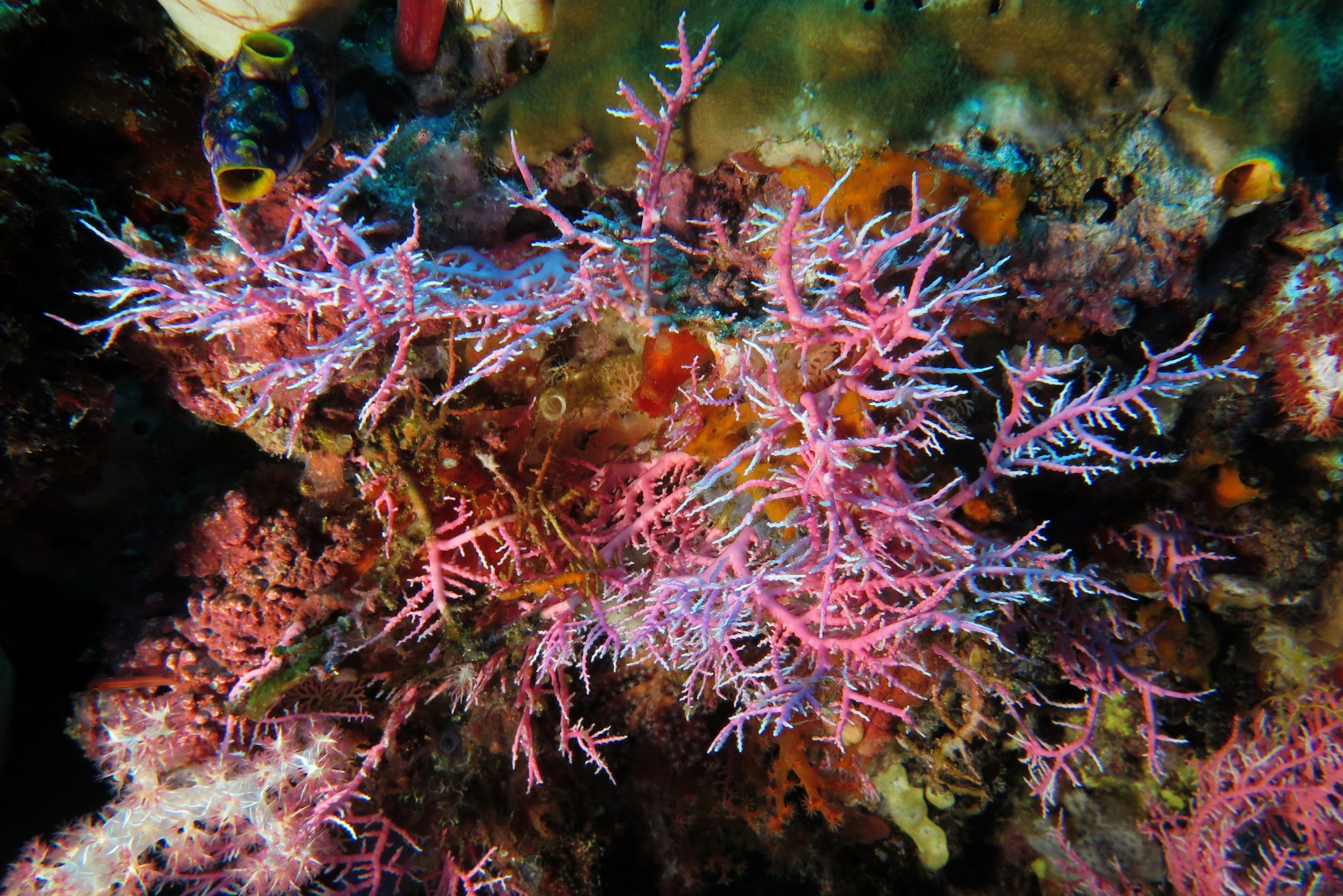 Stylaster sanguineus