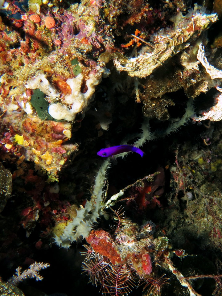 Pictichromis porphyrea
