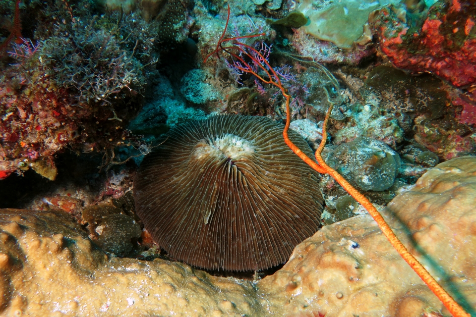 Fungia fungites