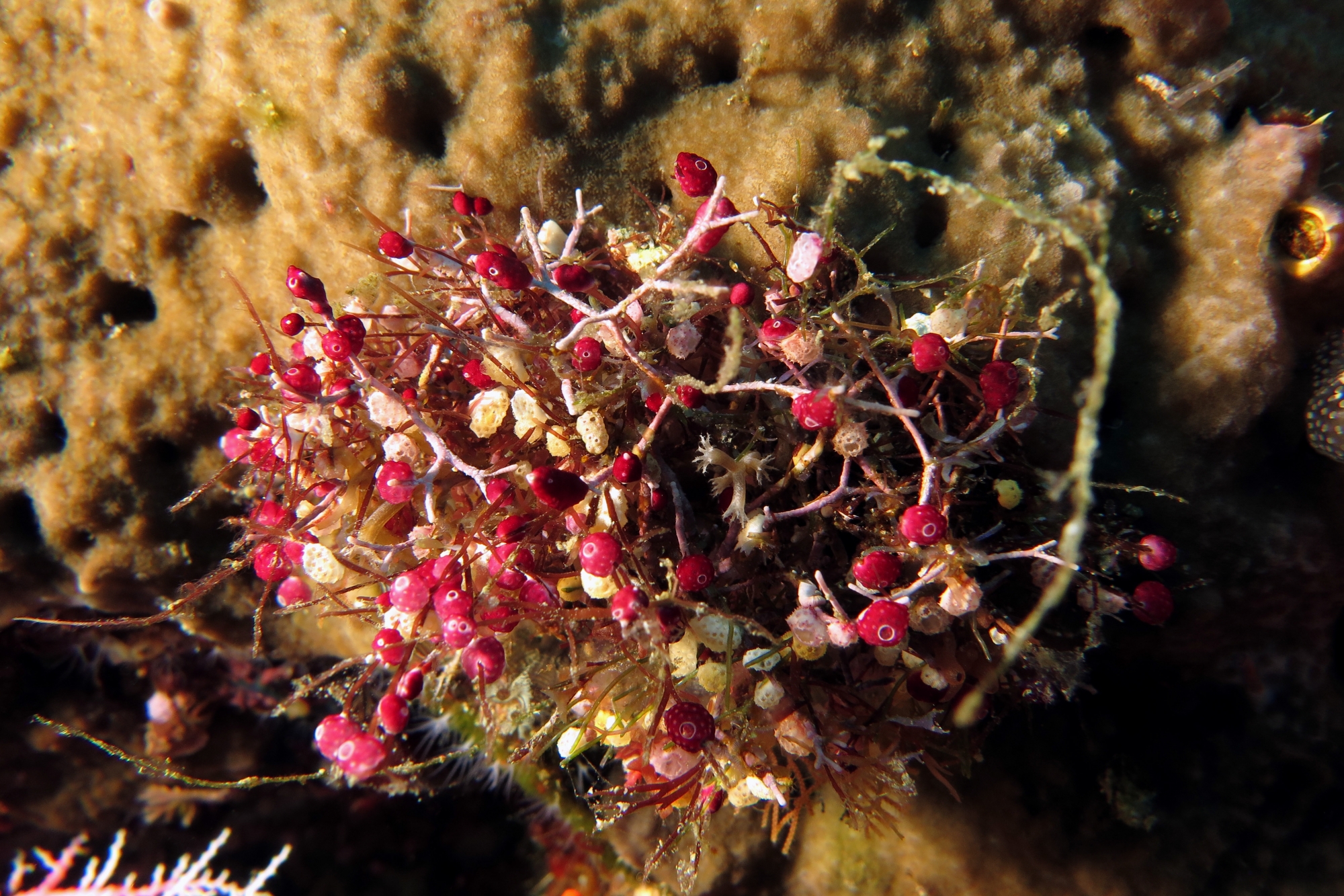 Didemnum moseleyi, Atriolum robustum