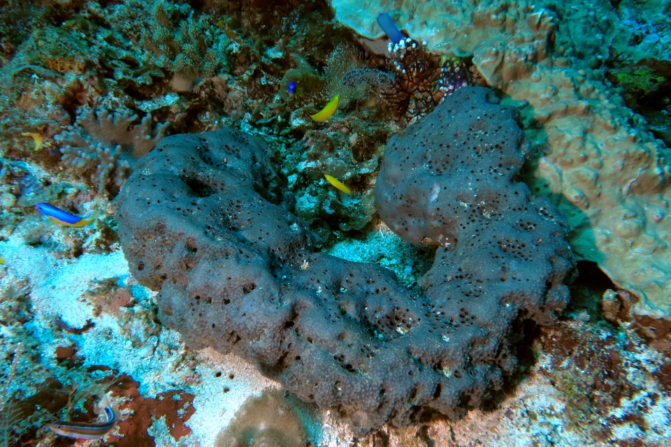 Halichoeres chrysus