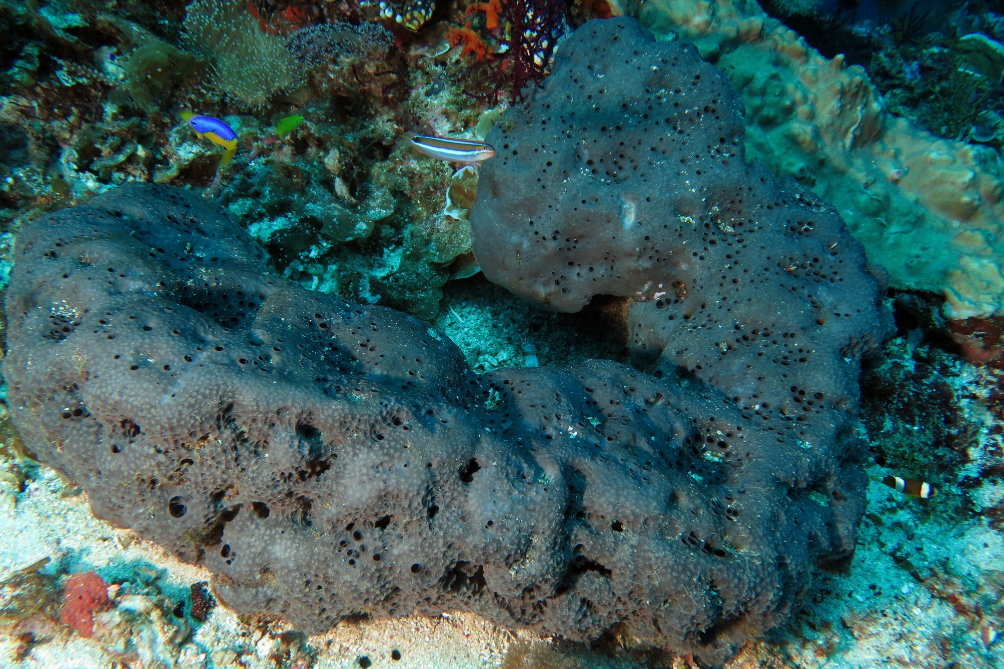 Plagiotremus tapeinosoma