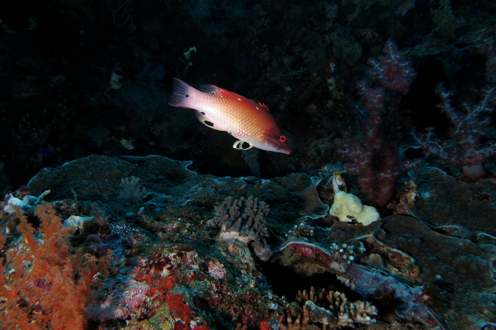 Bodianus diana