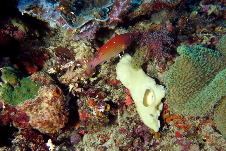 Bodianus diana, Eponge boule, Eponge blanche, Sarcophyton sp.