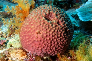 Ircinia echinata, Scléronephthya sp., Siphonogorgia sp.