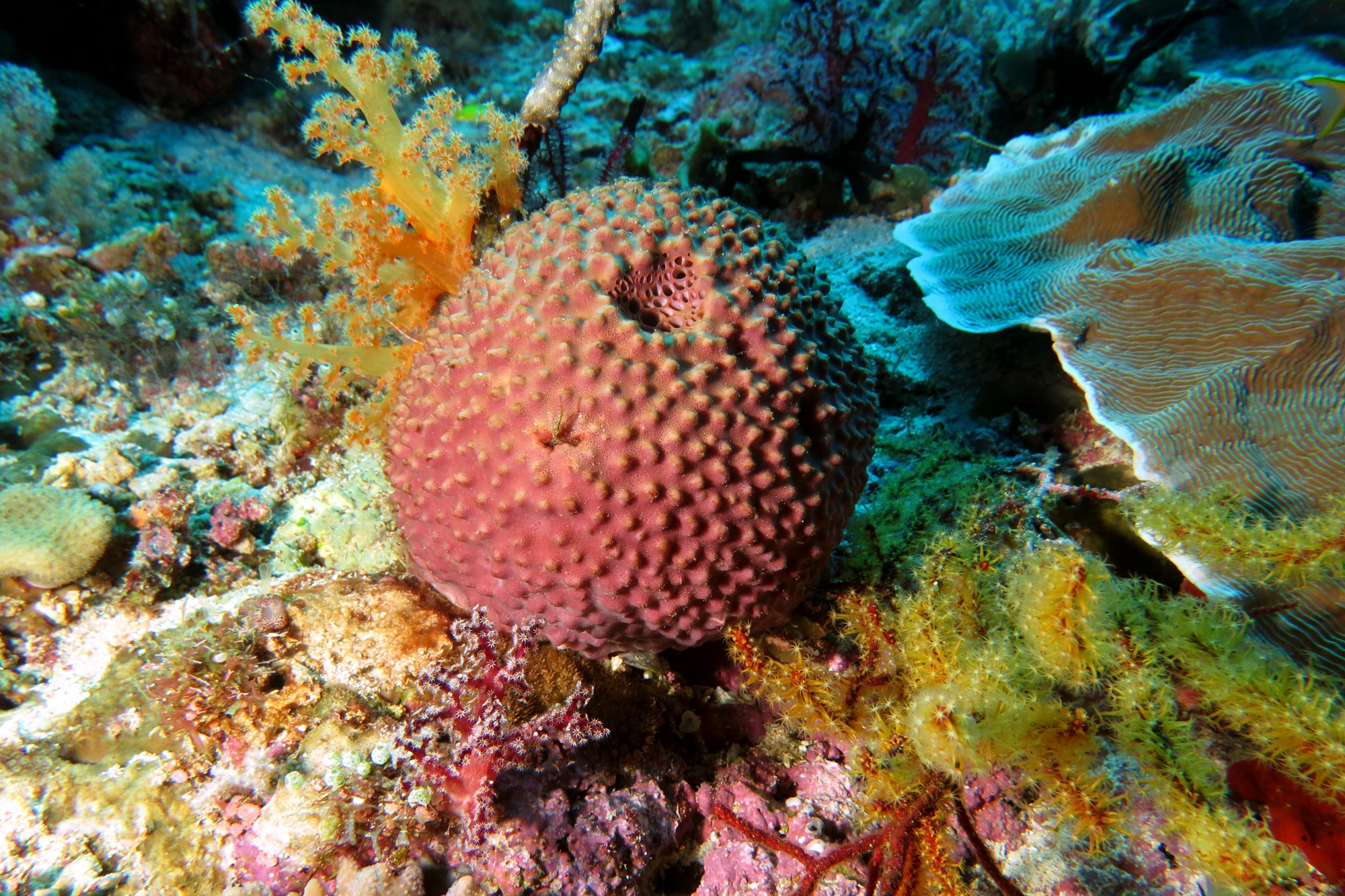Ircinia echinata, Scléronephthya sp., Siphonogorgia sp.