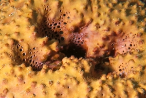 Ircinia echinata, Sinularia gibberosa