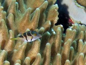 Sinularia polydactyla, Canthigaster valentini