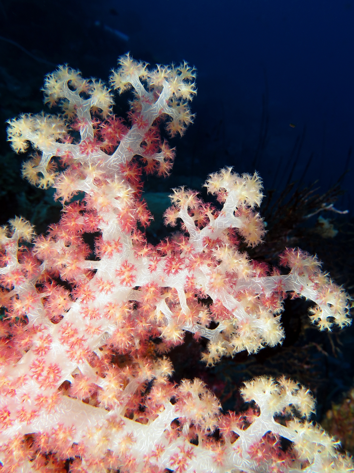 Dendronephthya spp.