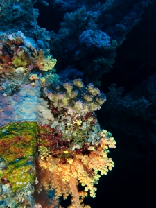 Pocillopora verrucosa