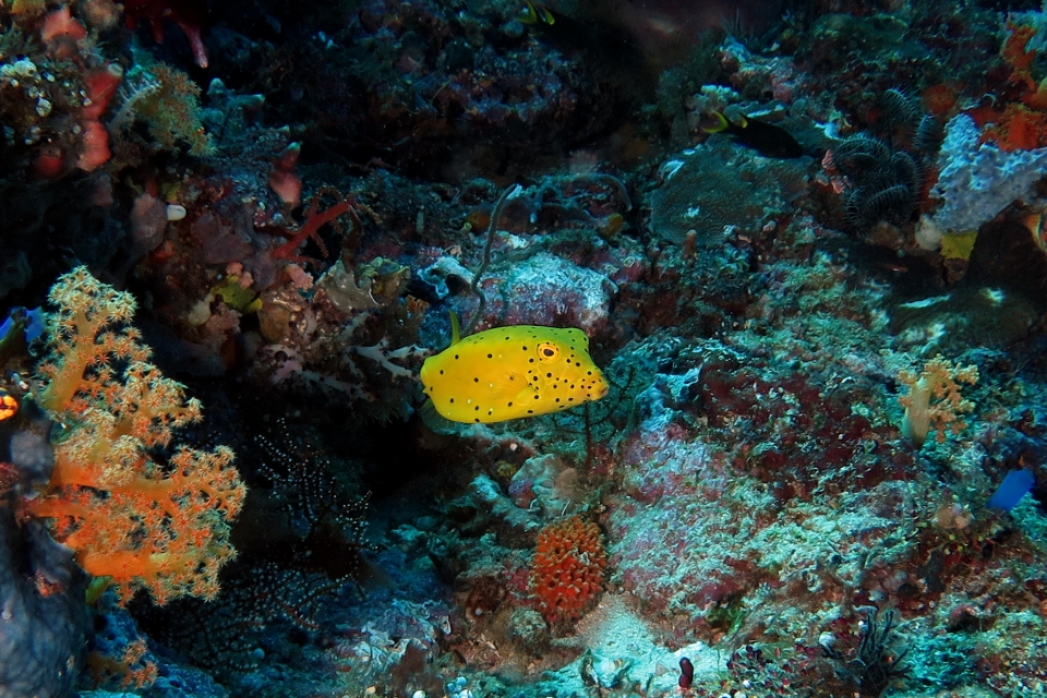 Ostracion cubicus