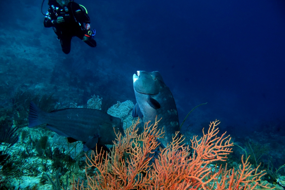 Bolbometopon muricatum