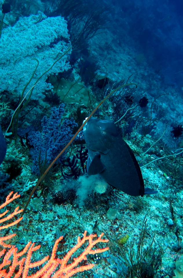 Bolbometopon muricatum