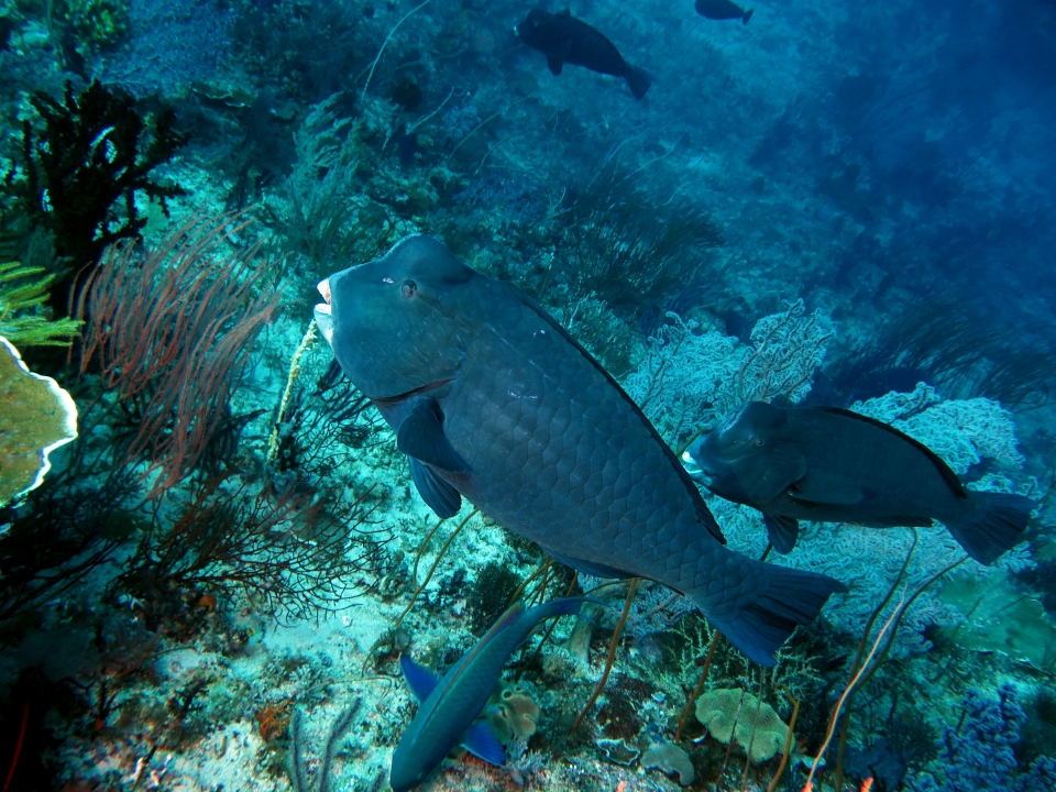 Bolbometopon muricatum