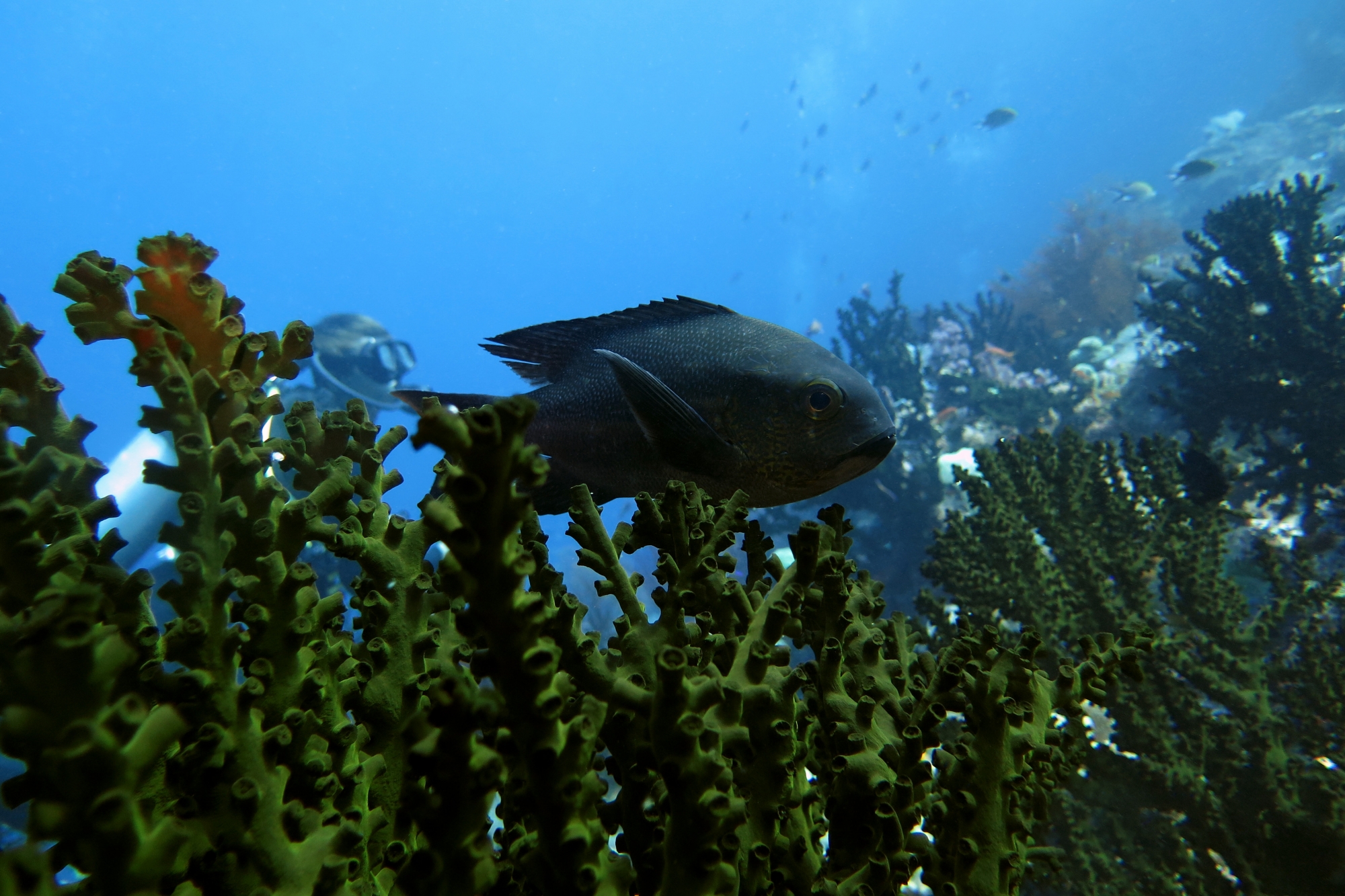 Macolor macularis, Tubastraea micranthus