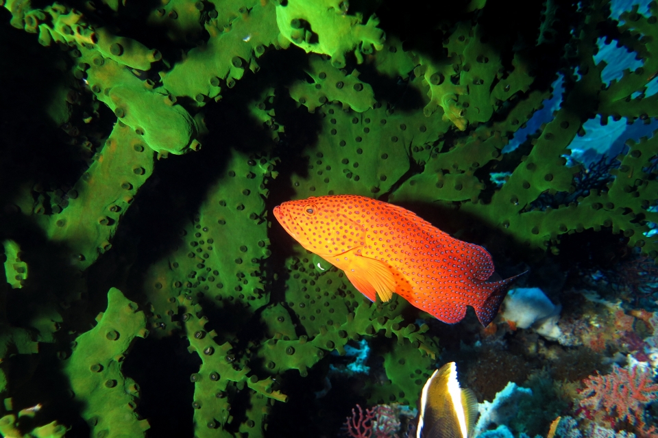 Cephalopholis miniata, Tubastraea micranthus